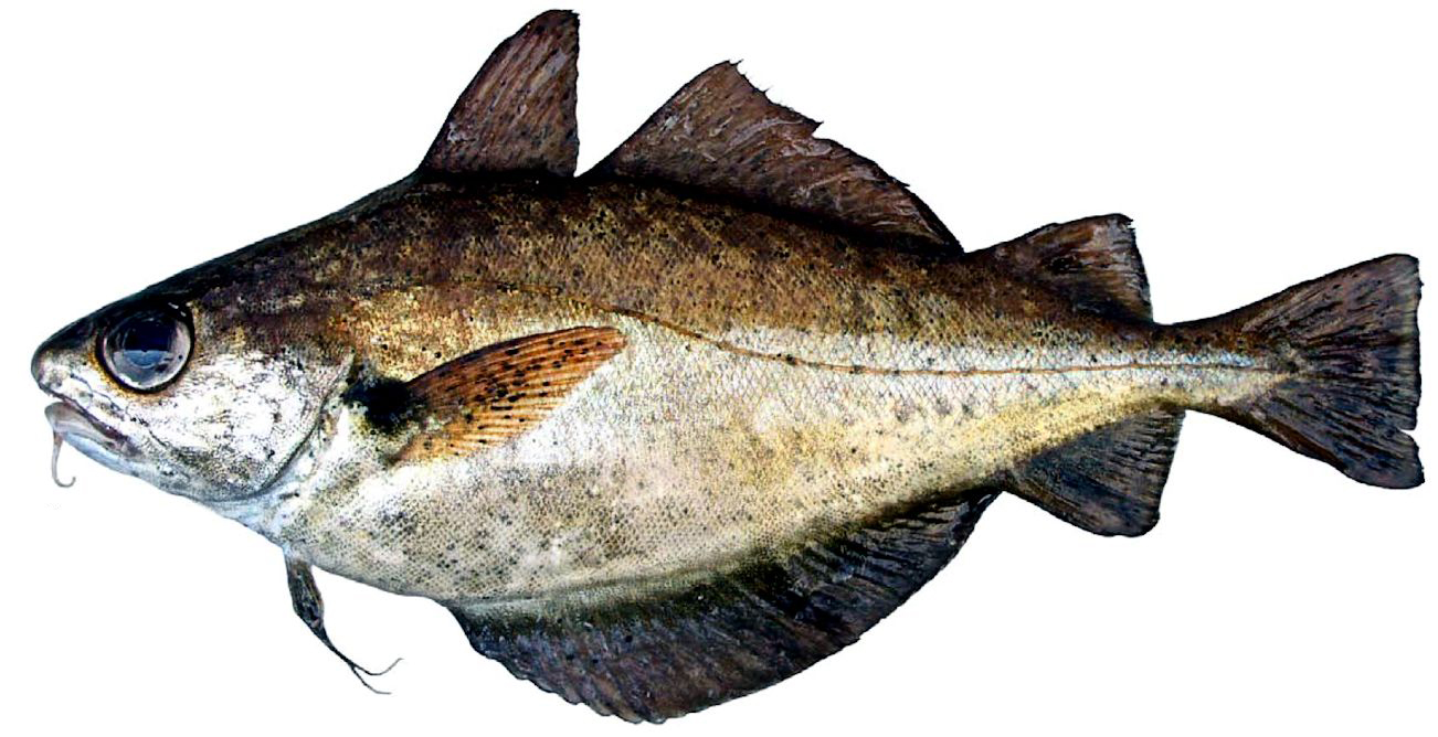 Trisopterus luscus_245245